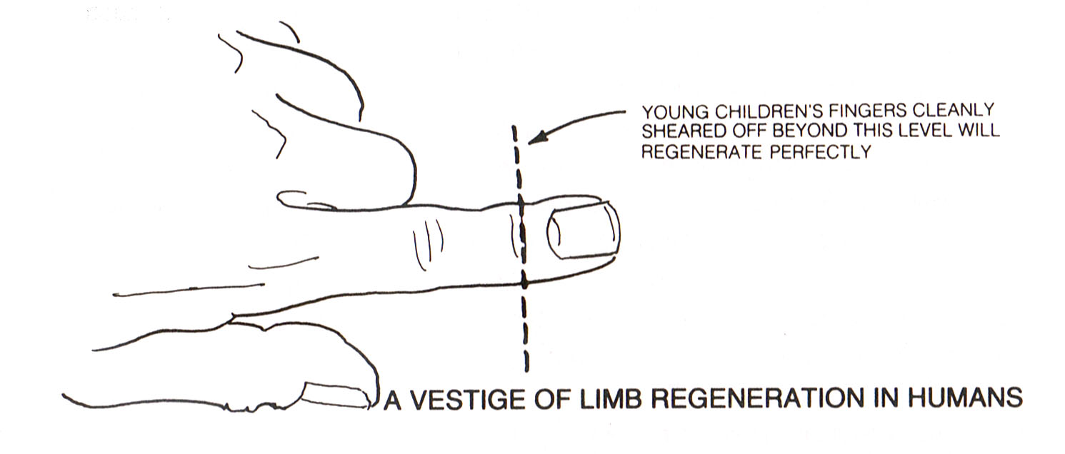 SpaceAge Fingertip Regeneration Stem Cell Activation Therapy
